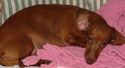 My puppy